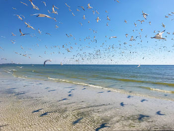 Flock of birds flying over beach