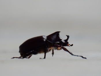 Close-up of black insect over gray background