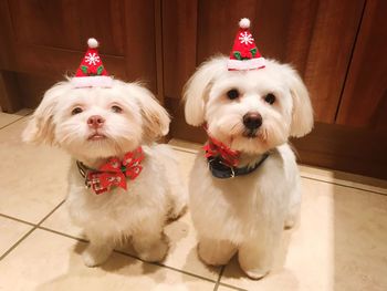 Portrait of white dogs