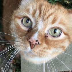 Close-up portrait of ginger cat