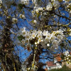 Low angle view of cherry blossoms in spring