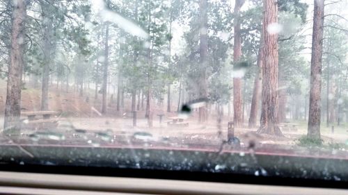 Trees seen through wet glass window during rainy season