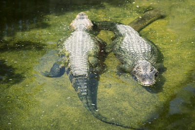 High angle view of turtle in lake