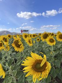 sunflower