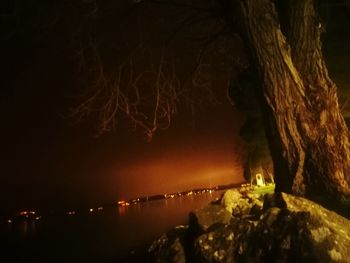 Illuminated trees by plants against sky at night