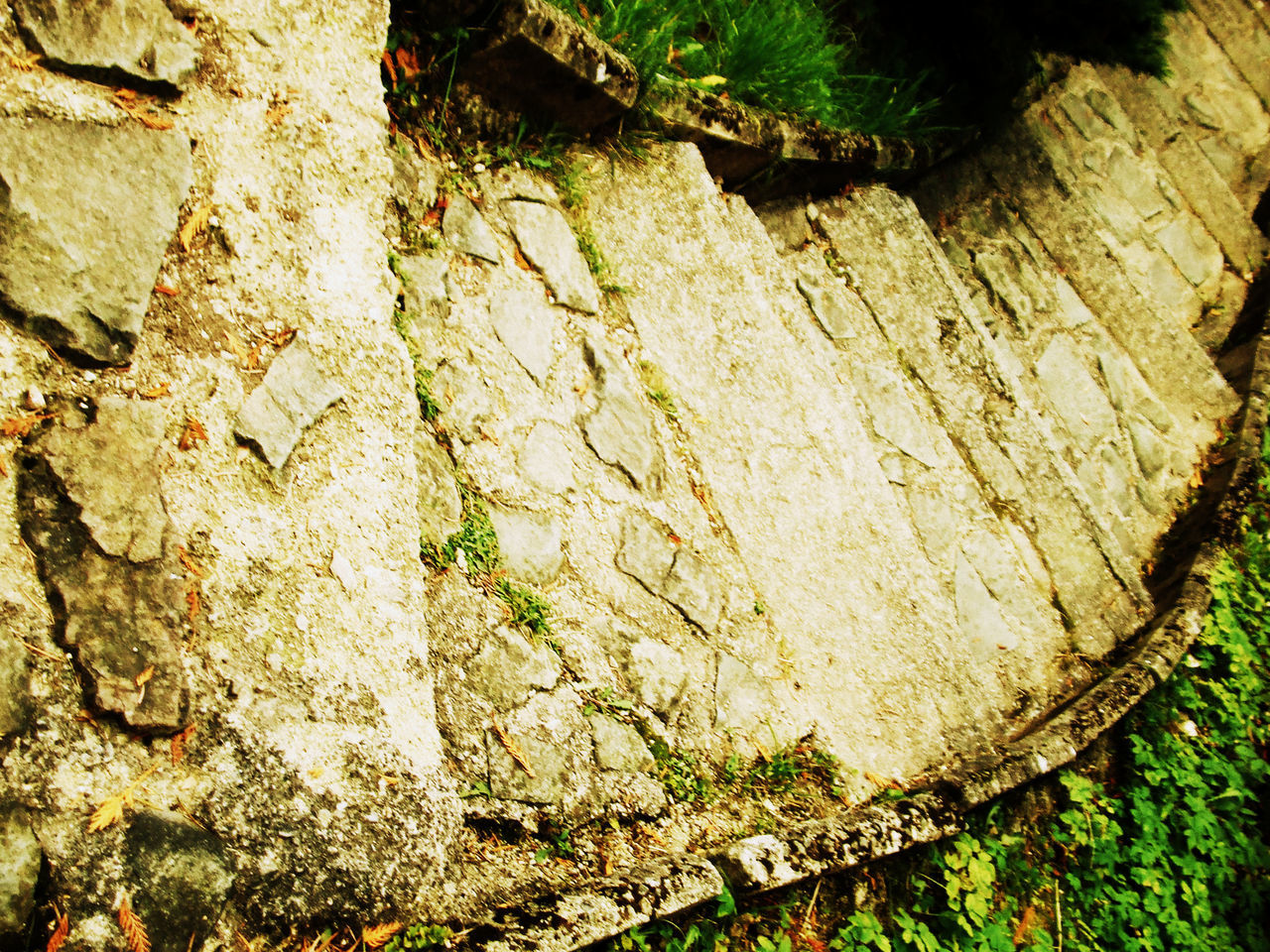 growth, textured, tree trunk, tree, nature, moss, plant, rough, close-up, rock - object, forest, outdoors, day, green color, growing, tranquility, no people, high angle view, wood - material, natural pattern