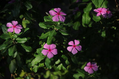 High angle view of various flowers blooming outdoors