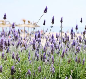 Close-up of purple flowering plants on field