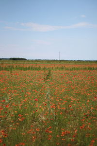 Scenic view of flowering field against sky