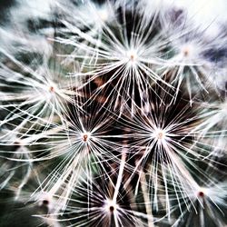 Close-up of dandelion flower