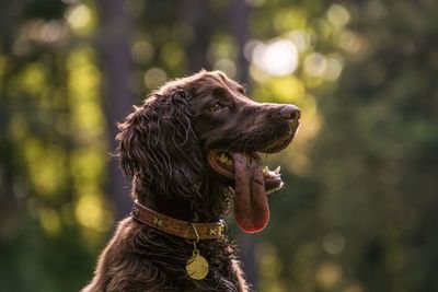 Close-up of dog outdoors