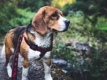 Dog looking away