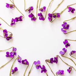 High angle view of purple flowers against white background