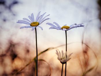 Arty close-up of flowering plant. white daisies on two tone background. natural tones.