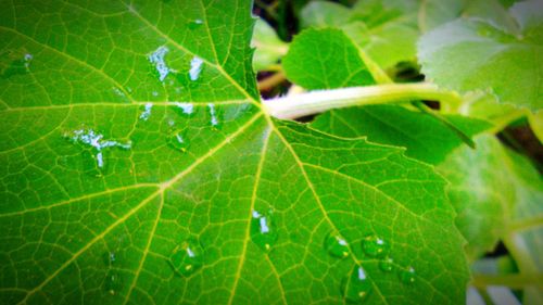 Close-up of leaves