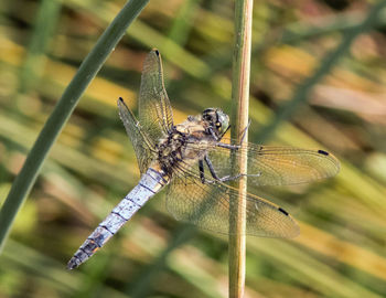 Close-up of dragonfly on twig