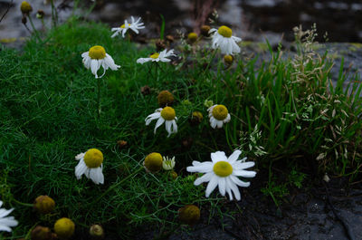 Close-up of white flowering plants on field