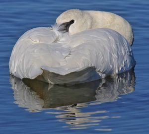 Close-up of swan swimming in lake