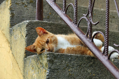 View of a cat lying on metal fence