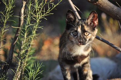 Close-up portrait of a cat