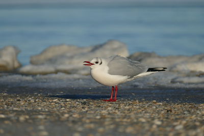 Seagull perching on beach