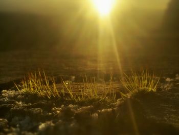 Plants growing on field at sunset