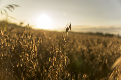 Close-up of wheat field against sky at sunset