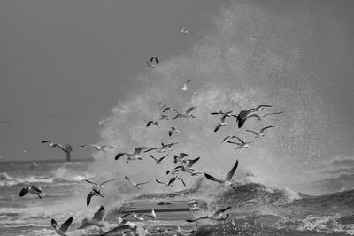 Seagulls flying over sea against sky