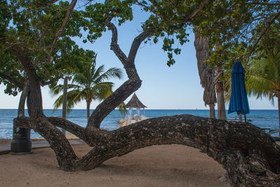 Palm trees on beach against sky