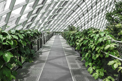 Plants in greenhouse