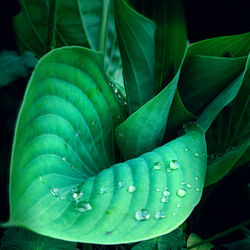 Close-up of wet plant leaves