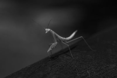 Close-up of insect