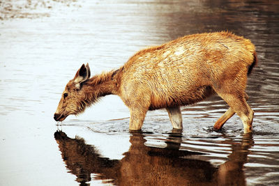 Side view of deer in lake at ranthambore national park