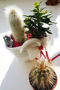 Close-up of cactus growing on table