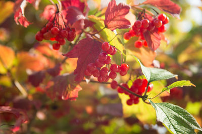 Close-up of red berries growing on tree