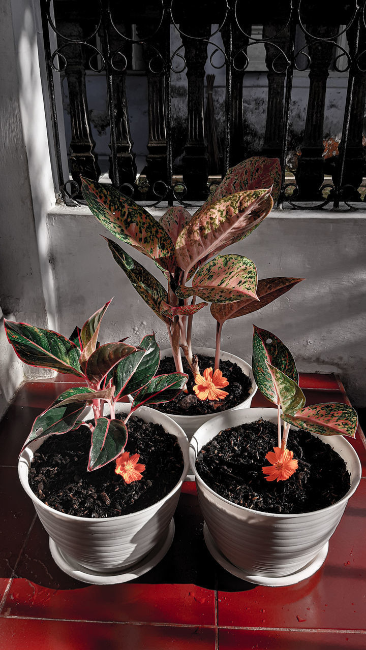 HIGH ANGLE VIEW OF POTTED PLANTS