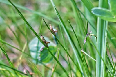 Close-up of insect on grass