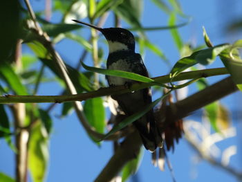 Low angle view of bird perching on tree against sky