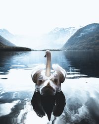 Swan swimming in lake against mountains