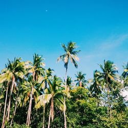 Low angle view of palm trees against blue sky