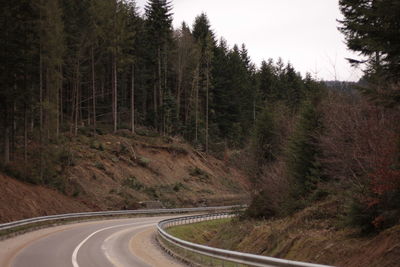 A road with bumpers through the forest