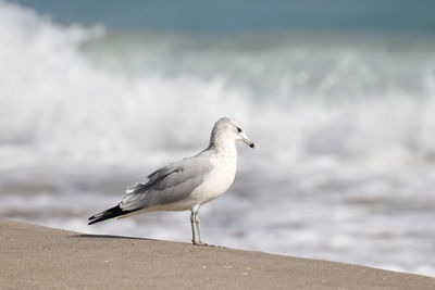 Close-up of seagull perching on the beach.