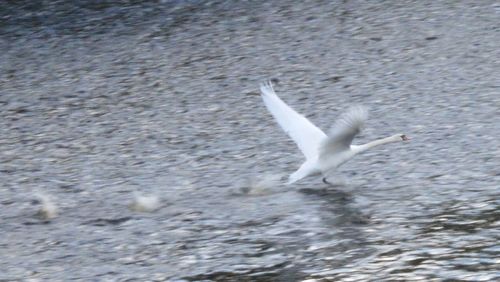 White swan flying over lake