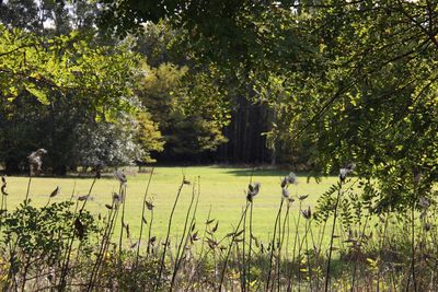 View of birds on grassy field