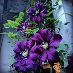 Close-up of purple flowers blooming outdoors