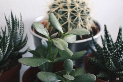 Close-up of potted plants