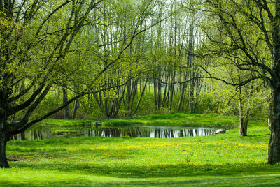 Scenic view of lake by trees