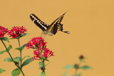 Close-up of butterfly perching on flower