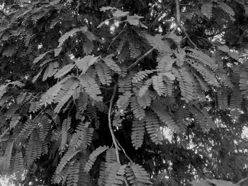 Close-up of leaves on snow covered land