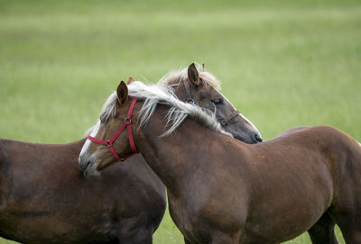 Horse standing on field